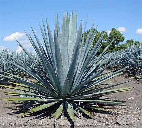 Agave Tequilana Weber Azul