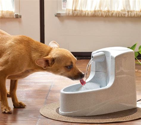 Bebedero automático para perros