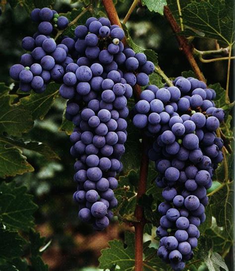 Cepa Cabernet Sauvignon