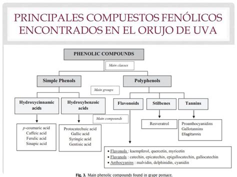 Compuestos fenólicos del orujo de uva
