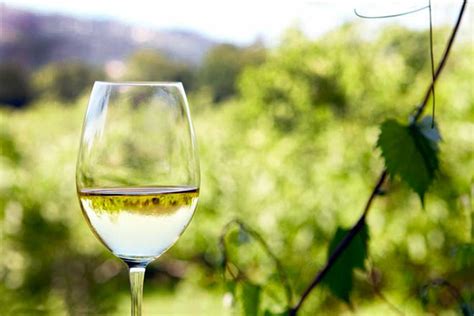 Copa de vino Verdejo Montilla