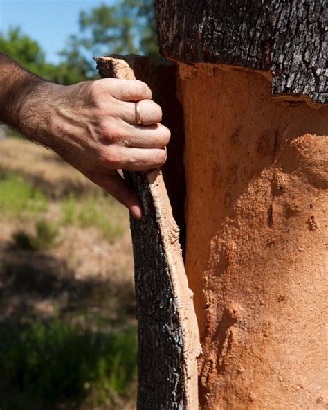 Cosecha de corcho