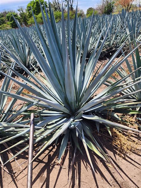 Cultivo de Agave Tequilana