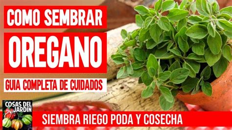 Cultivo de Orégano en Chile