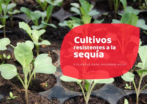 Cultivos Resistentes a la Sequía