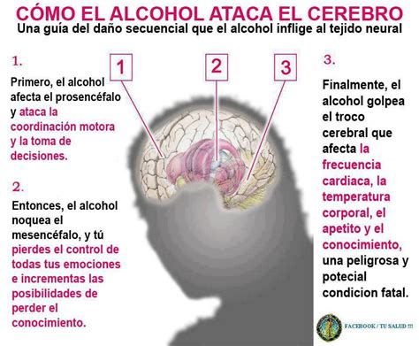 Efectos del alcohol en el cerebro adolescente