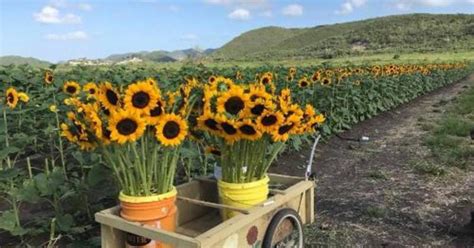 Finca El Girasol, Puerto Rico