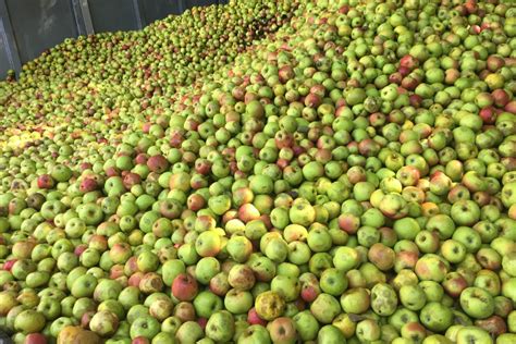 Manzanas para sidra
