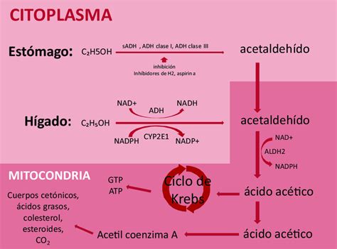 Metabolismo del alcohol