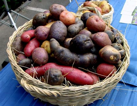 Papas Nativas de Chile