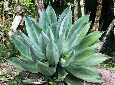 Planta de Agave