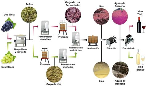 Proceso de elaboración del vino