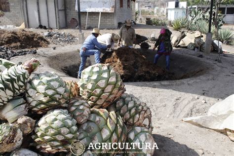 Producción de Mezcal en Oaxaca