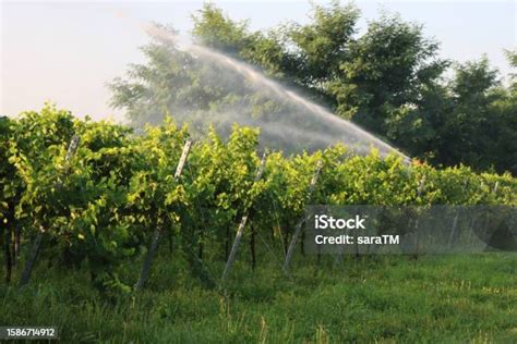 Sistema de riego en viñedo
