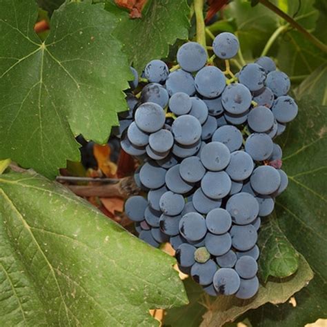 Uva Garnacha