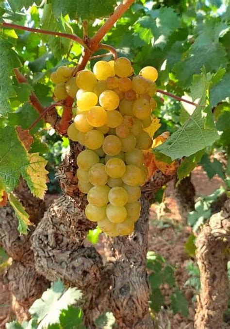 Uva de la variedad Moscatel de Alejandría