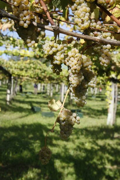Uvas Albariño en la vid