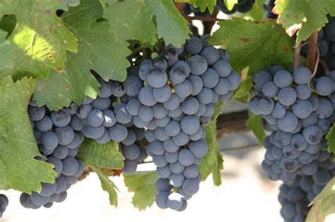 Uvas Malbec