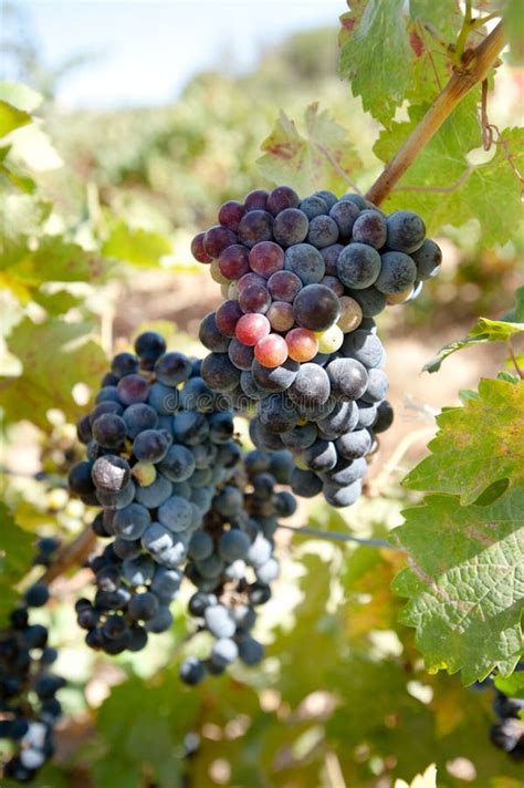 Uvas Merlot en la vid