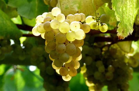Uvas de Albariño en Galicia