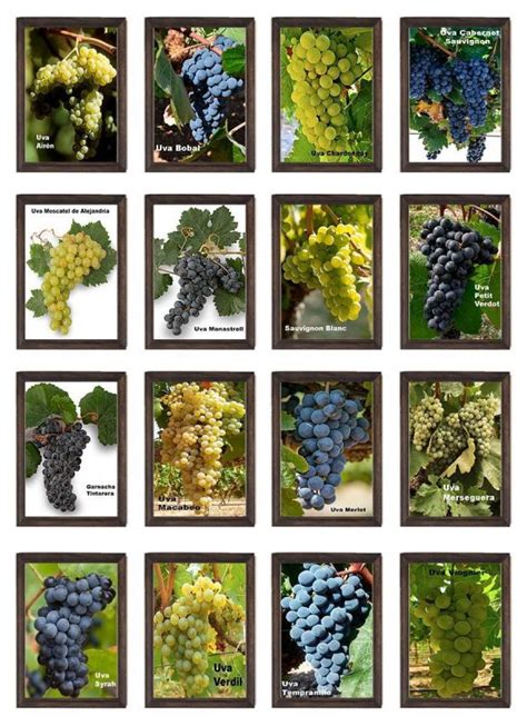 Variedades de Uva