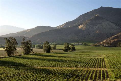 Viñedo en el Valle del Maipo