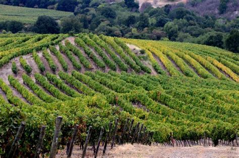 Viñedo en el Valle del Maule