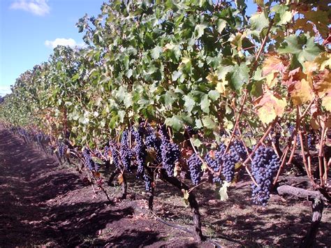 Viñedos de Cabernet Sauvignon