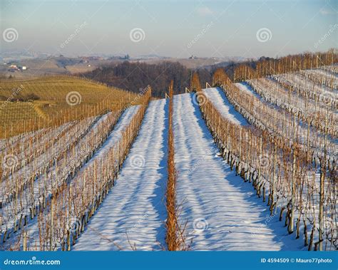 Viñedos de Champagne en invierno