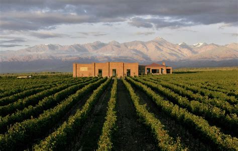 Viñedos de Malbec en Mendoza