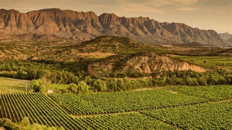 Viñedos de altura en Bolivia