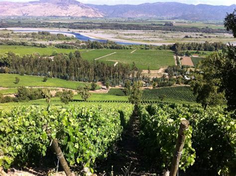 Viñedos del Valle de Curicó