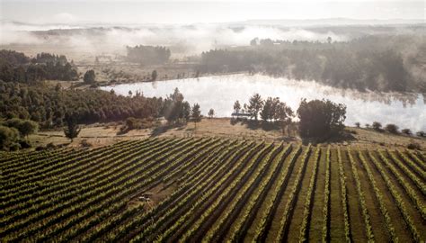 Viñedos del Valle de Malleco