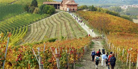 Viñedos en Piamonte