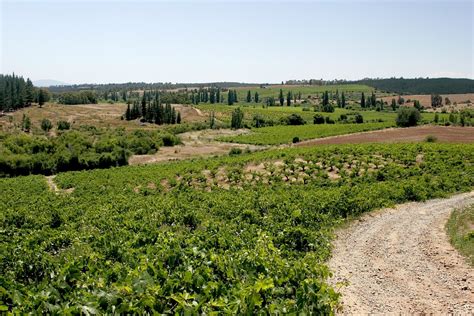 Viñedos en el Secano del Maule
