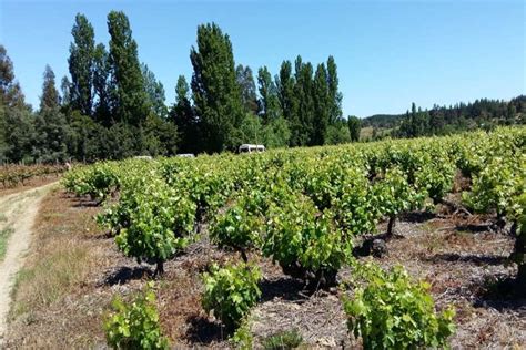 Viñedos en el Valle del Itata