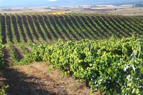 Viñedos en la Ribera del Duero