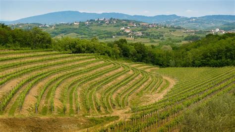 Viñedos en la región del Friuli